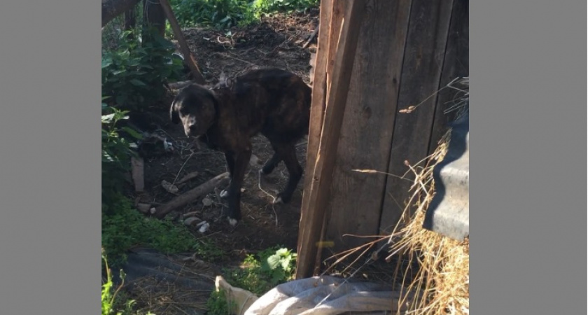 "Ест от голода собственные фекалии": В Кировской области очевидцы заметили истощенного пса