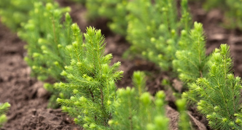 Segezha Group восстанавливает леса согласно плану