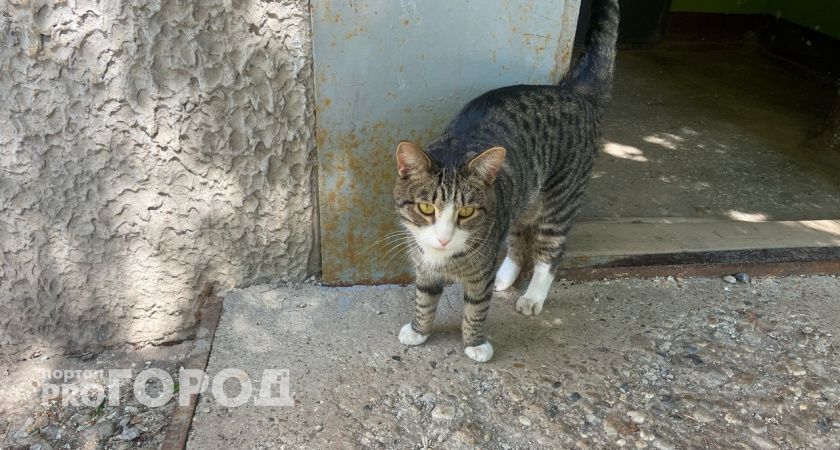 Котята в банке и застреленная собака: как в Кировской области обращаются с животными