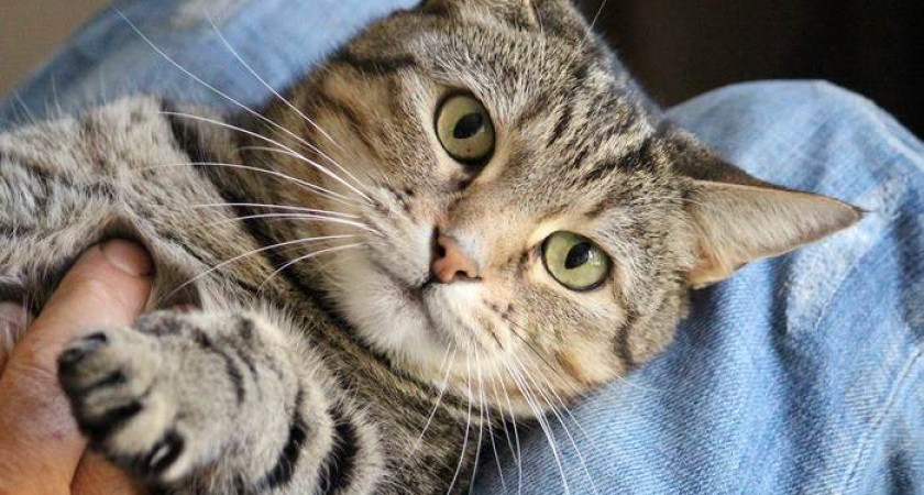 Где оставить домашнее животное на несколько дней Кирове?