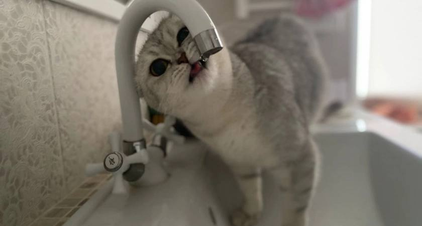 Жители трех районов Кирова останутся без холодной воды