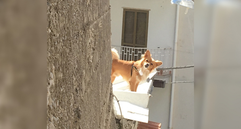 "Пса ели опарыши": сотрудники ветслужбы Кировской области о случаях из практики