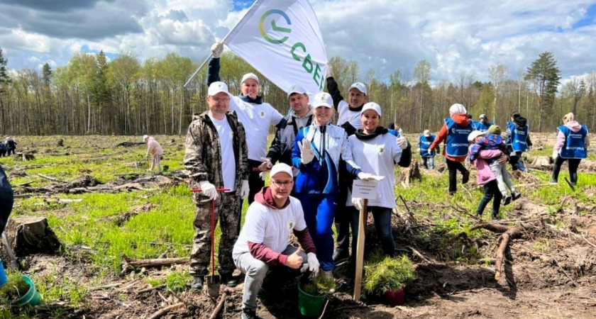 Более 4 550 га леса посадили волонтеры Волго-Вятского банка Сбербанка в регионах Приволжья