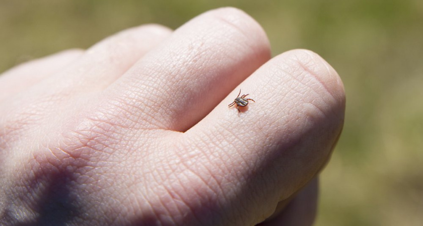 Клиенты СберСтрахования в 2023 года оформили на 31% больше страховок от клещей
