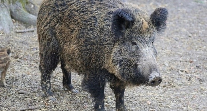 В Кировской области ввели карантин из-за африканской чумы свиней