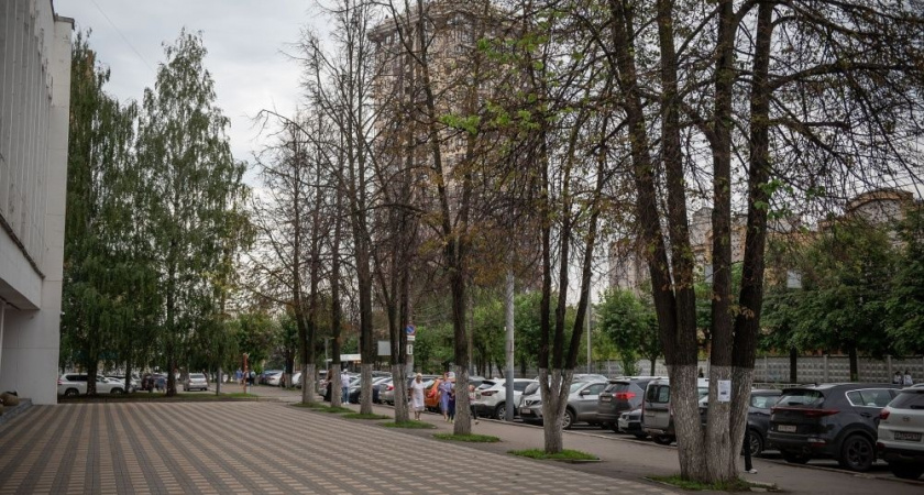 В Кирове у здания администрации города вырубят погибающие липы 