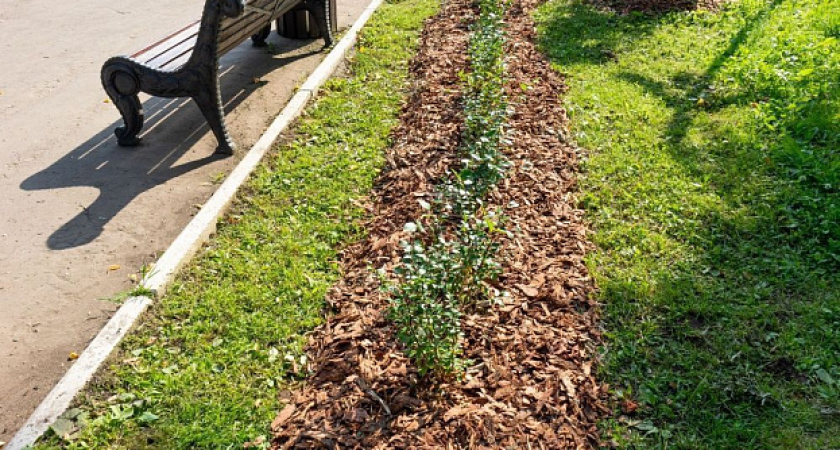 В Кирове проведут гидропосев газонов