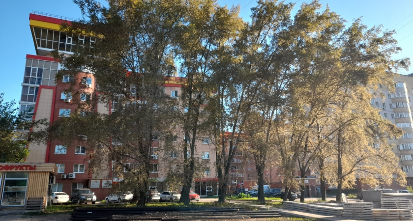 Кировские специалисты рассказали, почему в городе раньше времени облетают тополя