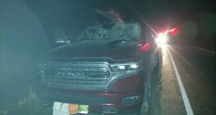 В Афанасьевском районе произошло ДТП с лосем