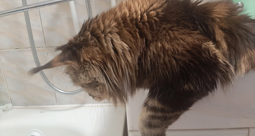 23 августа холодную воду отключат в Нововятском и Ленинском районах Кирова