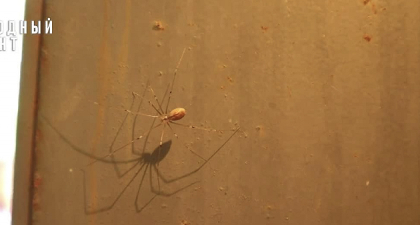 Кировчане вынуждены бороться с размножающимися в их доме насекомыми