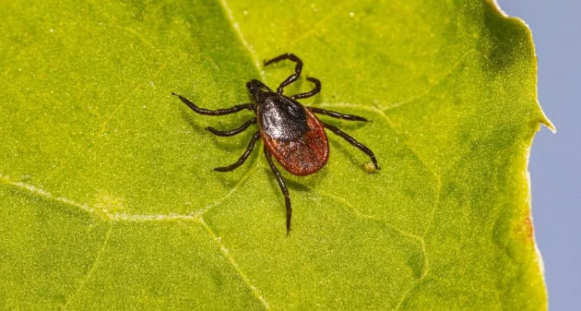 В Кировской области за неделе от укусов клещей пострадали 23 ребенка