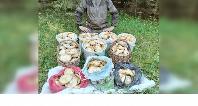 Миллион за сезон: "грибной магнат" из Кирова рассказал о хобби и доходе