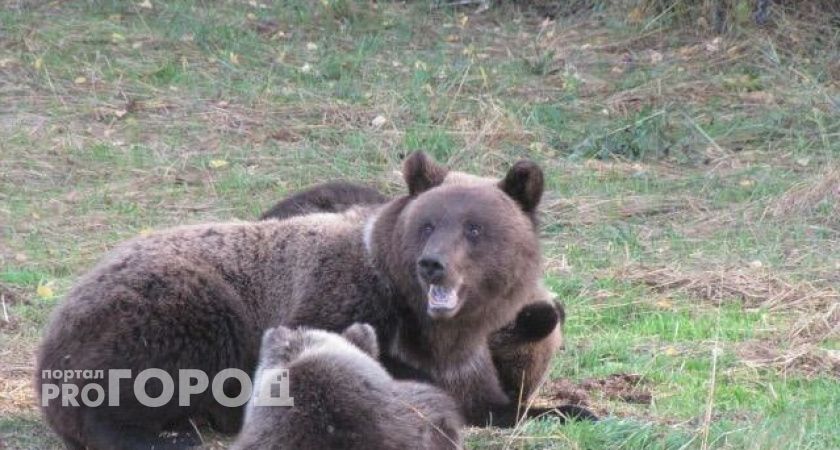 В Кировской области выявили трихинеллез у медведя: объявлен карантин