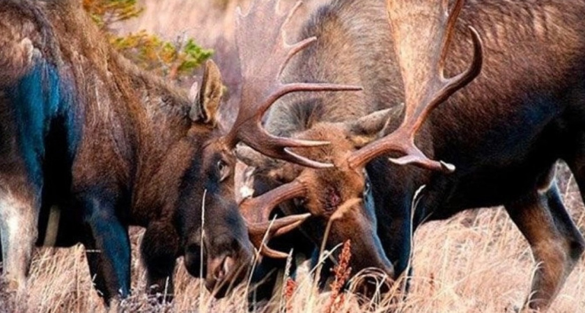 В Кировской области открыли охоту на рогатых обитателей леса