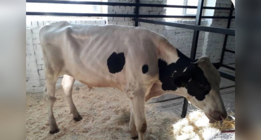 В Киров привезли бычков из Нидерландов