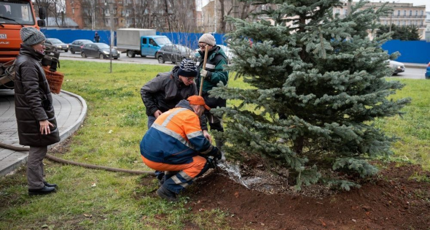 В Кирове высадили голубые ели, привезенные из Кабардино-Балкарии