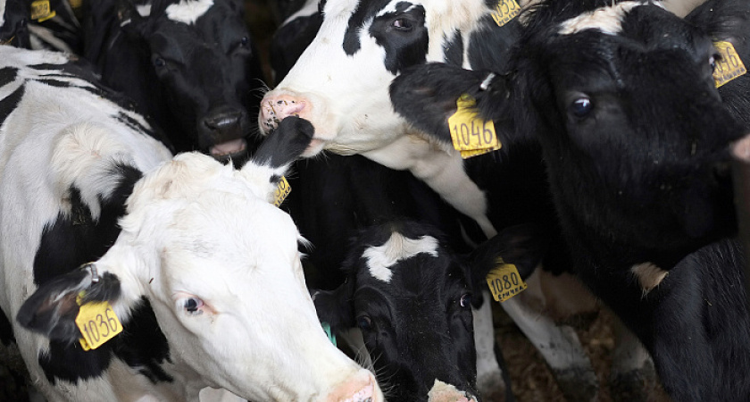 Кировская область на ведущих позициях по производству сельхозпродукции