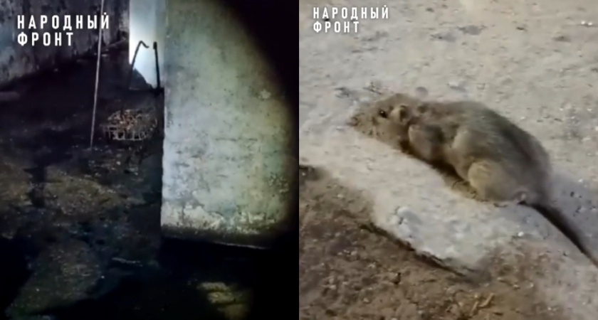 Крысы размером с кошек: в Кирове в подвале дома на улице Красина развелся "зоопарк"