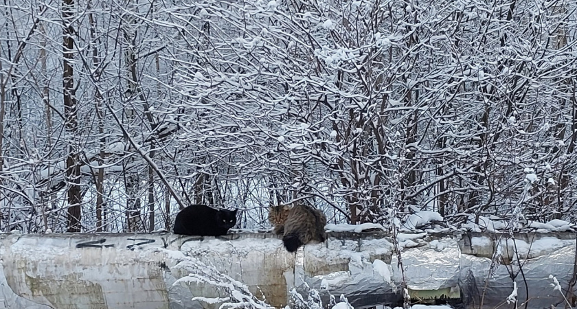 Какая погода ждет кировчан в воскресенье, 3 декабря?