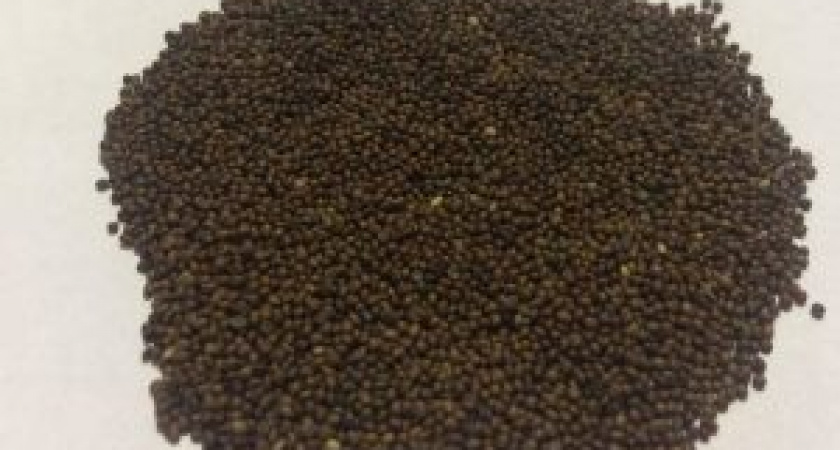 Из Кировской области экспортировали семена в Германию