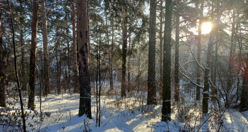 В Кировской области восстанавливают 100% вырубаемого леса