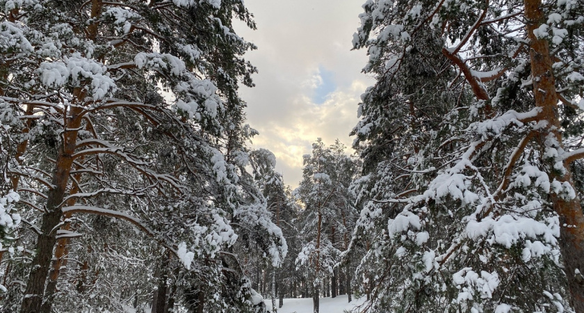 Искусственный интеллект помогает бороться с "лесными пиратами" в Кировской области