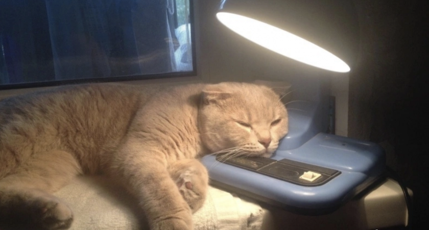 21 декабря в части населенных пунктов Кировской области временно отключат электроэнергию