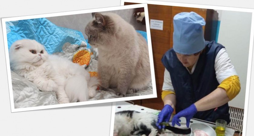 В Кировской области ветеринары спасли усатого члена семьи