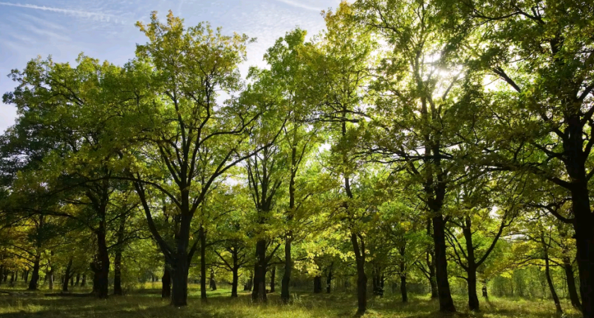 Более 460 тысяч деревьев высажено за 2023 год при участии волонтеров Волго-Вятского банка Сбербанка