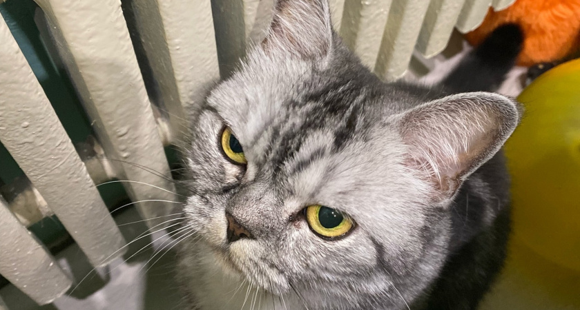 Из-за аварии на теплосетях жители Радужного лишились отопления