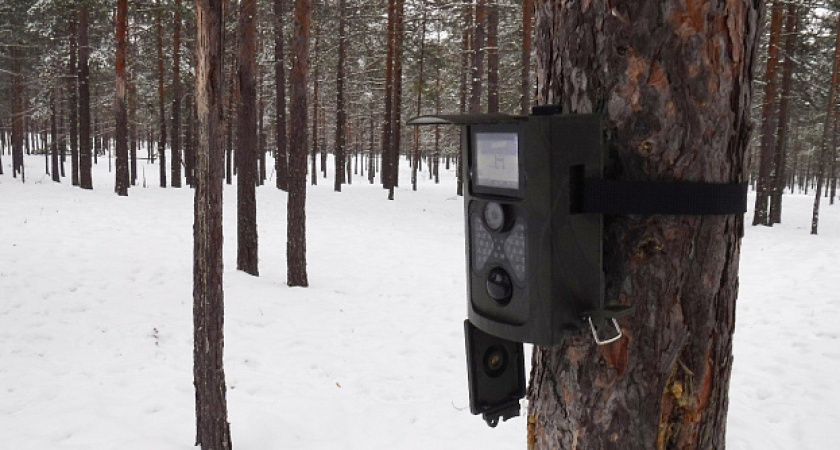 В лесах Кировской области нарушителей поймают ловушки