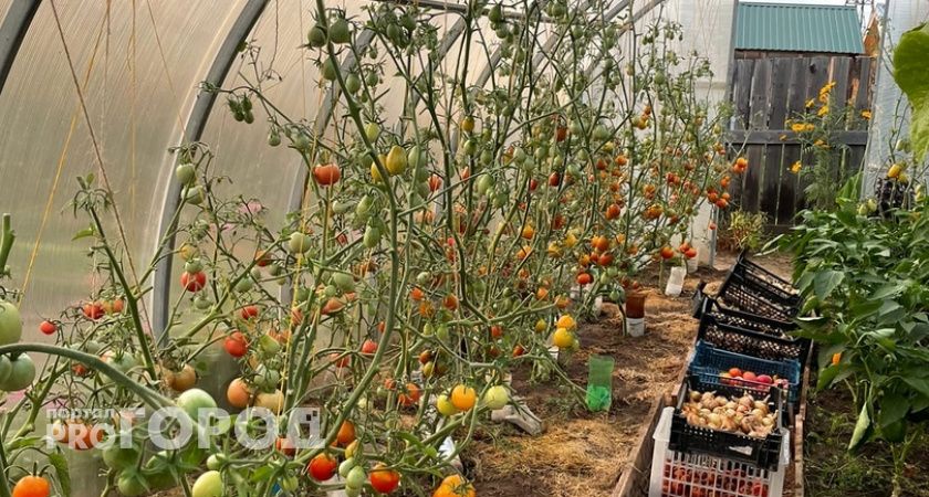 Чайная ложка этого средства и помидоры попрут гроздьями: способ, который всегда выручит садоводов