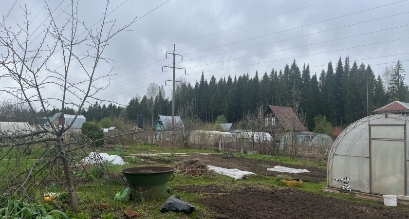 Россиян оставляют без "второго хлеба": за посадку картофеля на даче будут безжалостно штрафовать