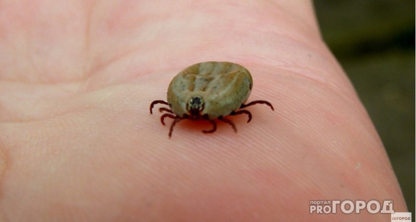 Клещи ненавидят этот запах: стоит копейки, а спасает в сто раз лучше дорогущего средства из магазина