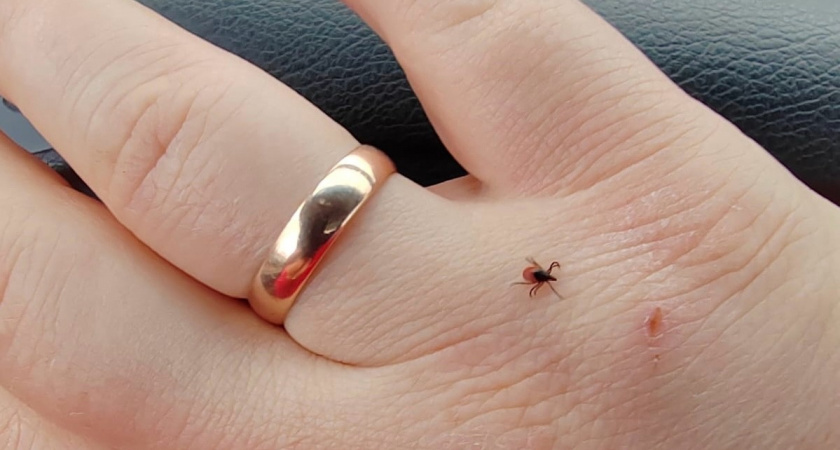 Клещи боятся этого средства, как огня: хватит и пары капель