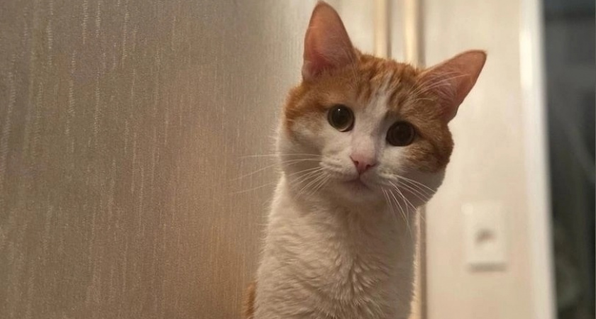 Животных запретят высаживать из электричек после гибели кота Твикса в Кирове