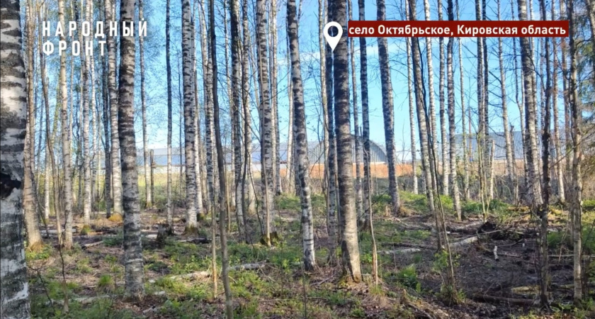 В Кировской области неизвестные загрязнили лес фекальными массами
