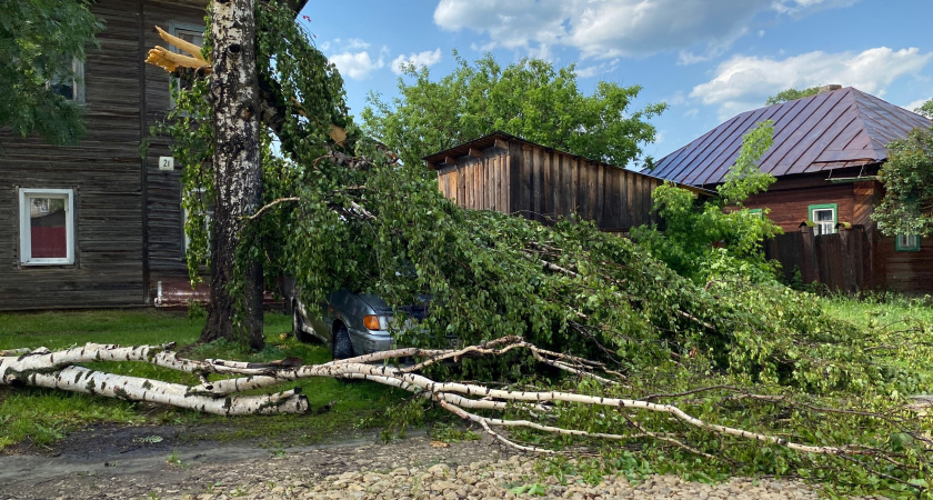 В Кировской области ветер повалил деревья на дороги и дома