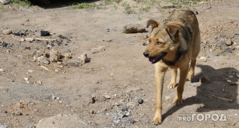 В Кировской области собака вцепилась в лицо 6-летней девочки