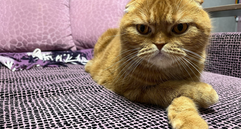 "Не вздумайте брать": Роскачество назвало худшие корма для кошек