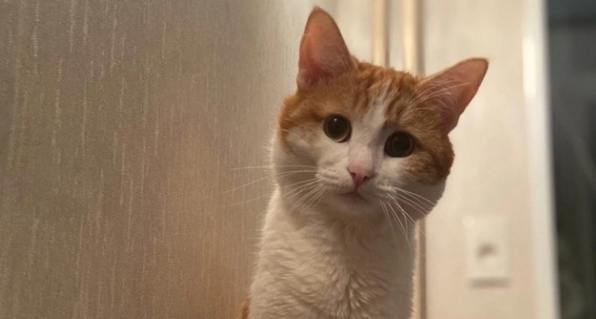 Станет известна стоимость кота Твикса, которого выбросили из поезда в Кирове