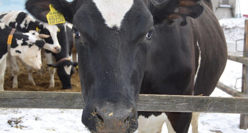 В Кировской области работник сельхозпредприятия попал под статью, продавая коров