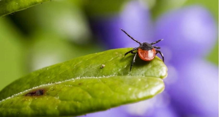 Клещи забьются в конвульсиях от этого запаха: достаточно нескольких капель простейшего средства