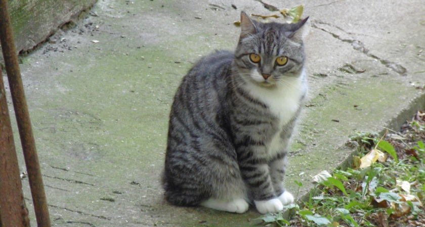 В Вятских Полянах кот укусил ребенка и умер на следующий день