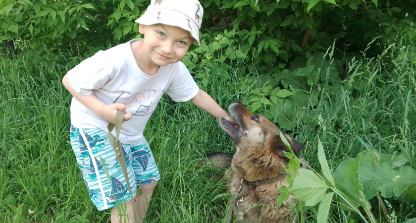 Они построят собачьи концлагеря: кировские зоозащитники бьют тревогу из-за законопроекта в ОЗС