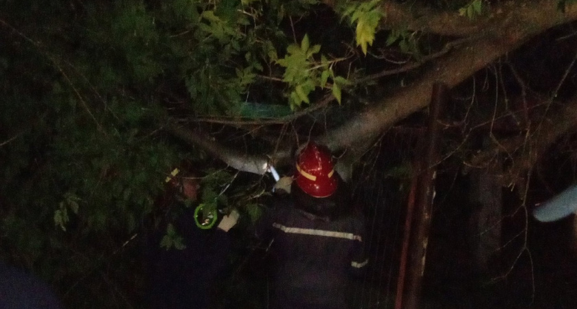 В Кирове идет уборка аварийных деревьев во дворах горожан