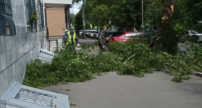 В Кирове усилилась работа по вырубке аварийных деревьев