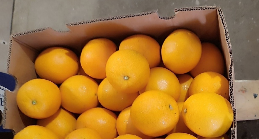 В Киров ввезли более 1,2 тонны зараженных апельсинов из Южной Африки
