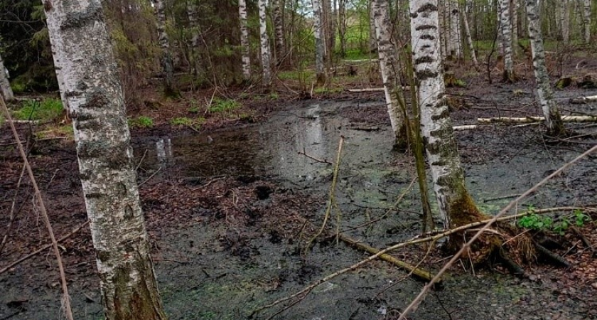 В Свечинском районе агрофирме могут выписать крупный штраф за загрязнение почвы